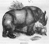 Rhino Black And White Image